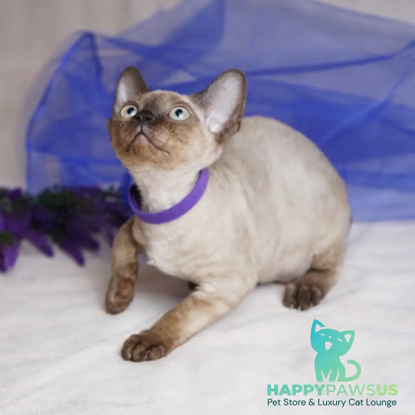 Naila Devon Rex female chocolate pointed - live animals