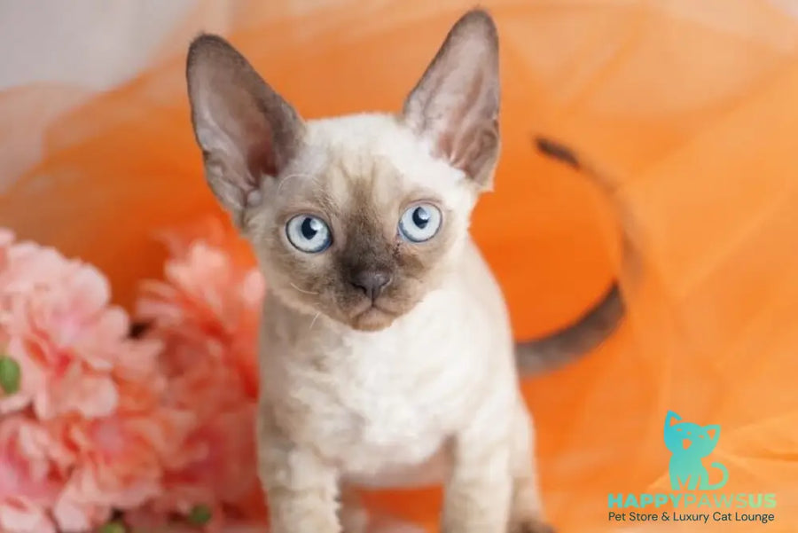 Naila Devon Rex female chocolate pointed - live animals