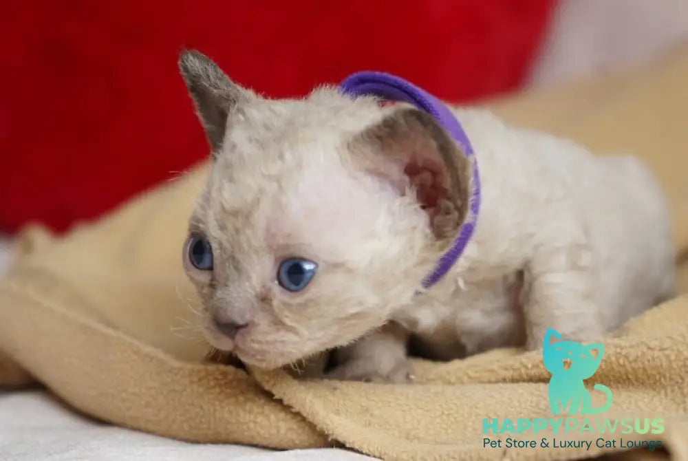 Naila Devon Rex female chocolate pointed - live animals