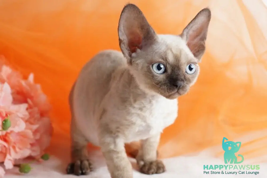 Naila Devon Rex female chocolate pointed - live animals