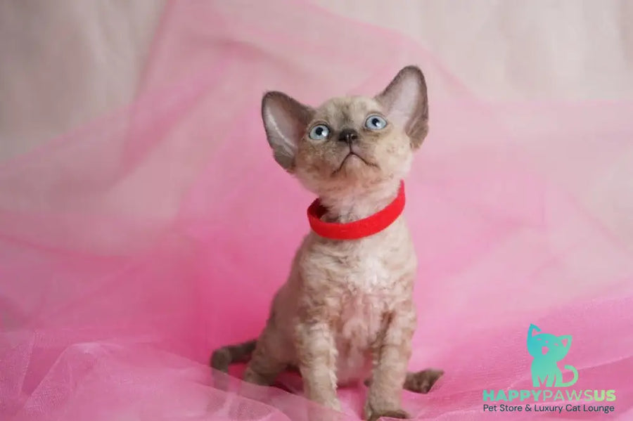 Naila Devon Rex female chocolate pointed - live animals