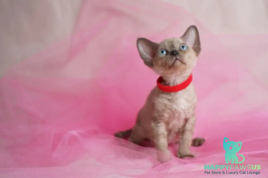 Naila Devon Rex female chocolate pointed - live animals