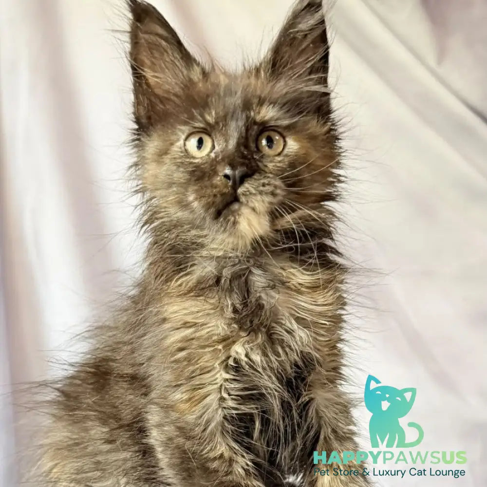 Naima Maine Coon polydactyl 6x6x6x6 female black tortie - live animals