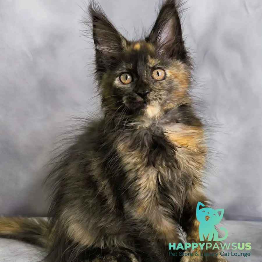 Naima Maine Coon polydactyl 6x6x6x6 female black tortie - live animals