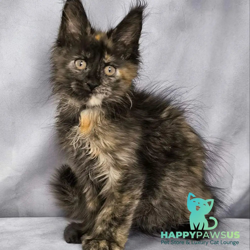 Naima Maine Coon polydactyl 6x6x6x6 female black tortie - live animals