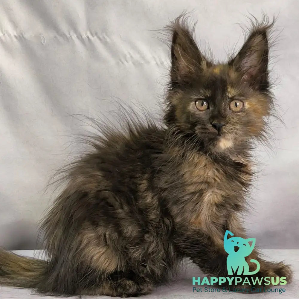 Naima Maine Coon polydactyl 6x6x6x6 female black tortie - live animals