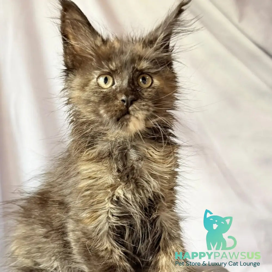 Naima Maine Coon polydactyl 6x6x6x6 female black tortie - live animals