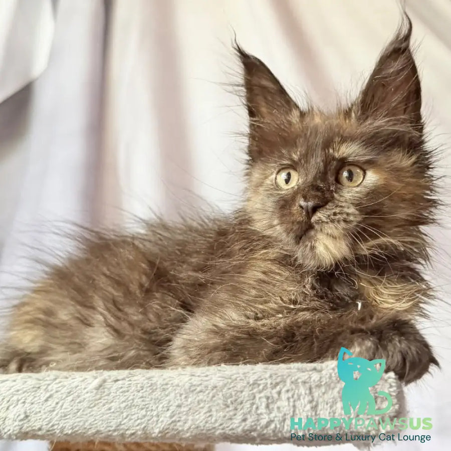 Naima Maine Coon polydactyl 6x6x6x6 female black tortie - live animals