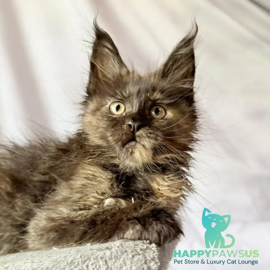 Naima Maine Coon polydactyl 6x6x6x6 female black tortie - live animals