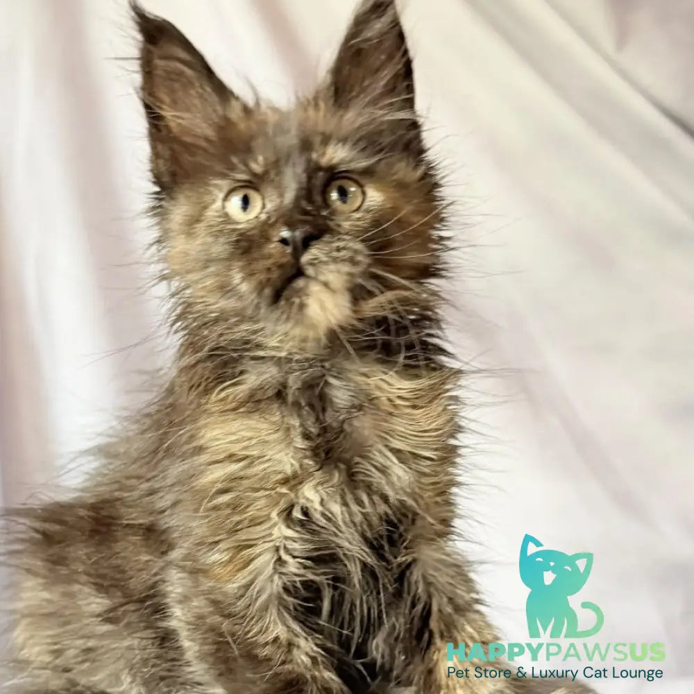 Naima Maine Coon polydactyl 6x6x6x6 female black tortie - live animals