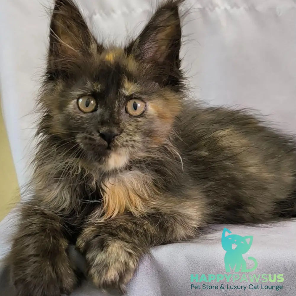 Naima Maine Coon polydactyl 6x6x6x6 female black tortie - live animals