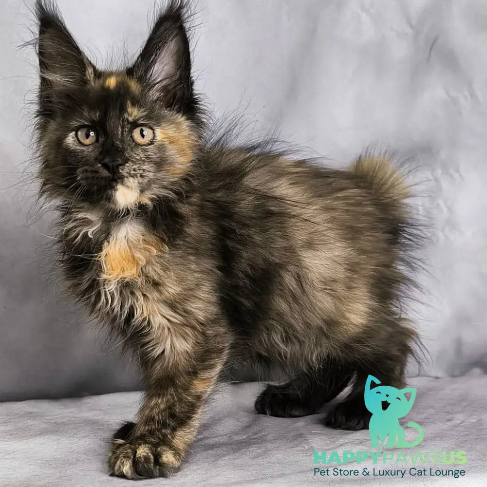 Naima Maine Coon polydactyl 6x6x6x6 female black tortie - live animals