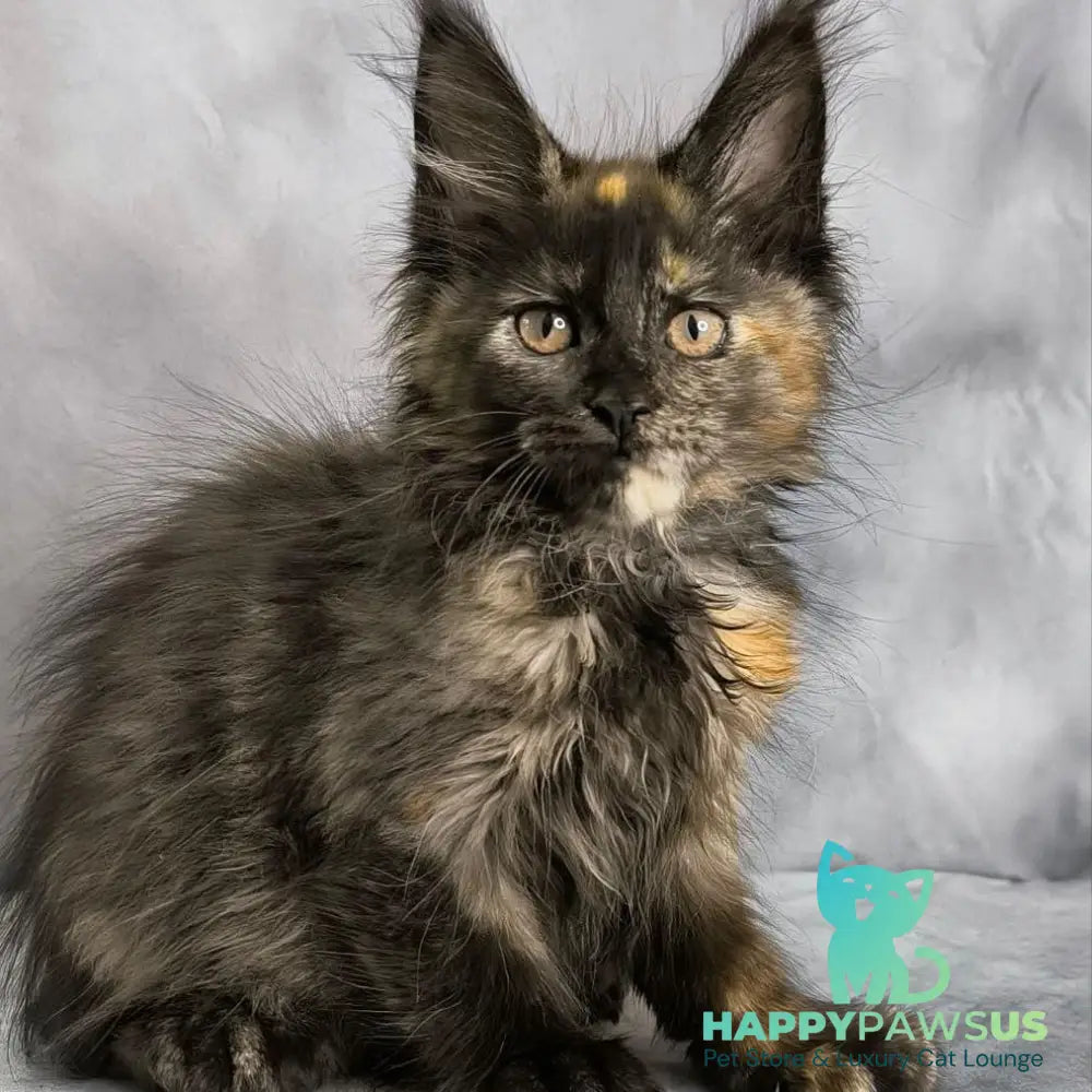 Naima Maine Coon polydactyl 6x6x6x6 female black tortie - live animals
