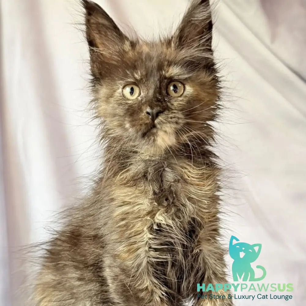 Naima Maine Coon polydactyl 6x6x6x6 female black tortie - live animals