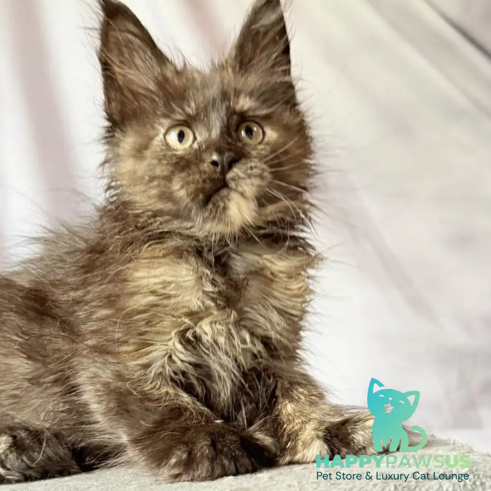 Naima Maine Coon polydactyl 6x6x6x6 female black tortie - live animals