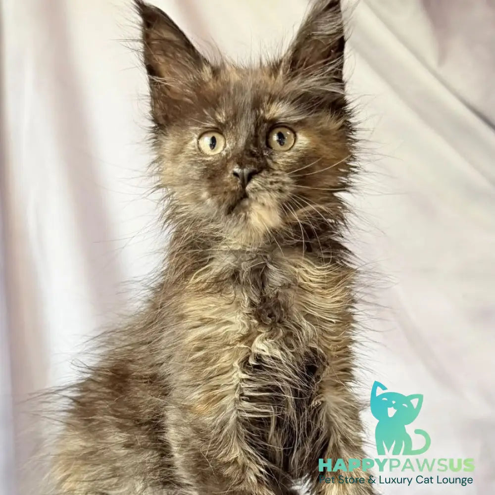 Naima Maine Coon polydactyl 6x6x6x6 female black tortie - live animals
