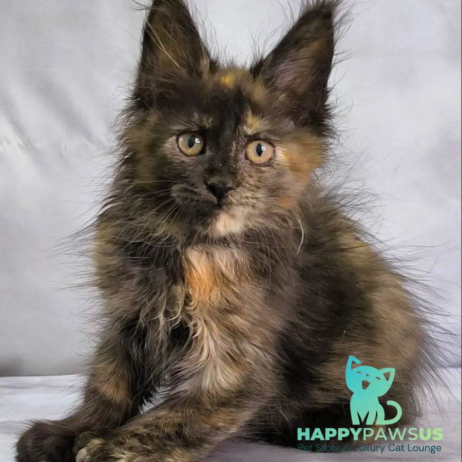 Naima Maine Coon polydactyl 6x6x6x6 female black tortie - live animals