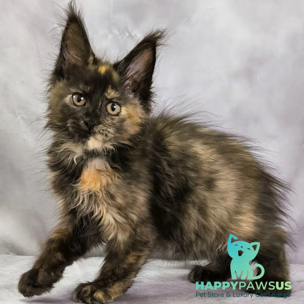 Naima Maine Coon polydactyl 6x6x6x6 female black tortie - live animals