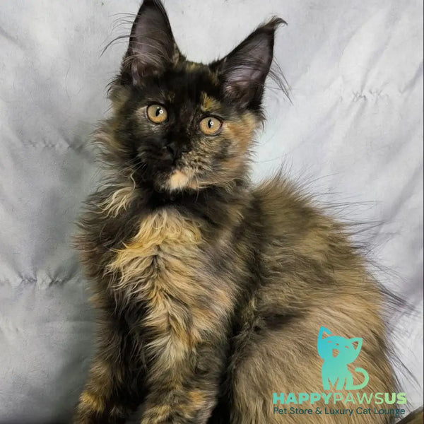 Naima Maine Coon polydactyl 6x6x6x6 female black tortie - live animals