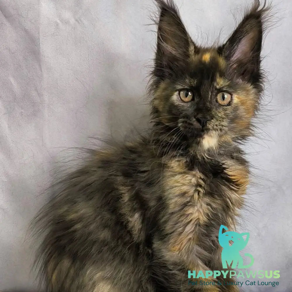 Naima Maine Coon polydactyl 6x6x6x6 female black tortie - live animals