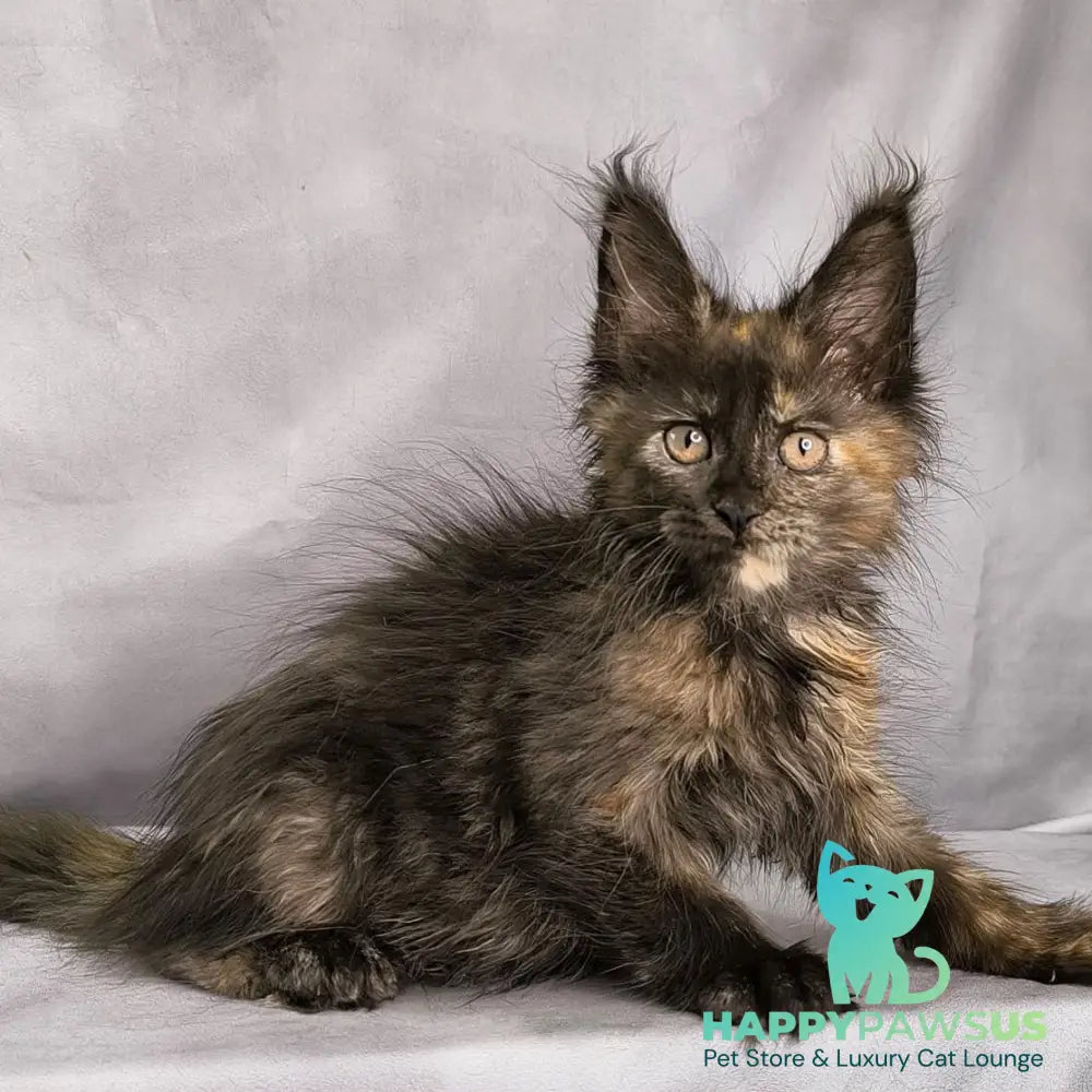 Naima Maine Coon polydactyl 6x6x6x6 female black tortie - live animals