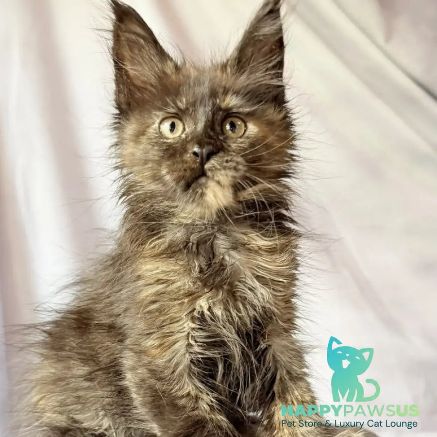 Naima Maine Coon polydactyl 6x6x6x6 female black tortie - live animals