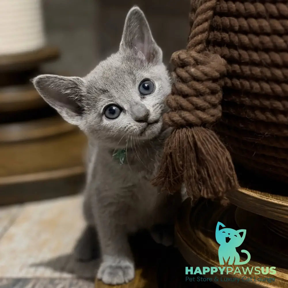 Nairn Russian Blue female blue - live animals