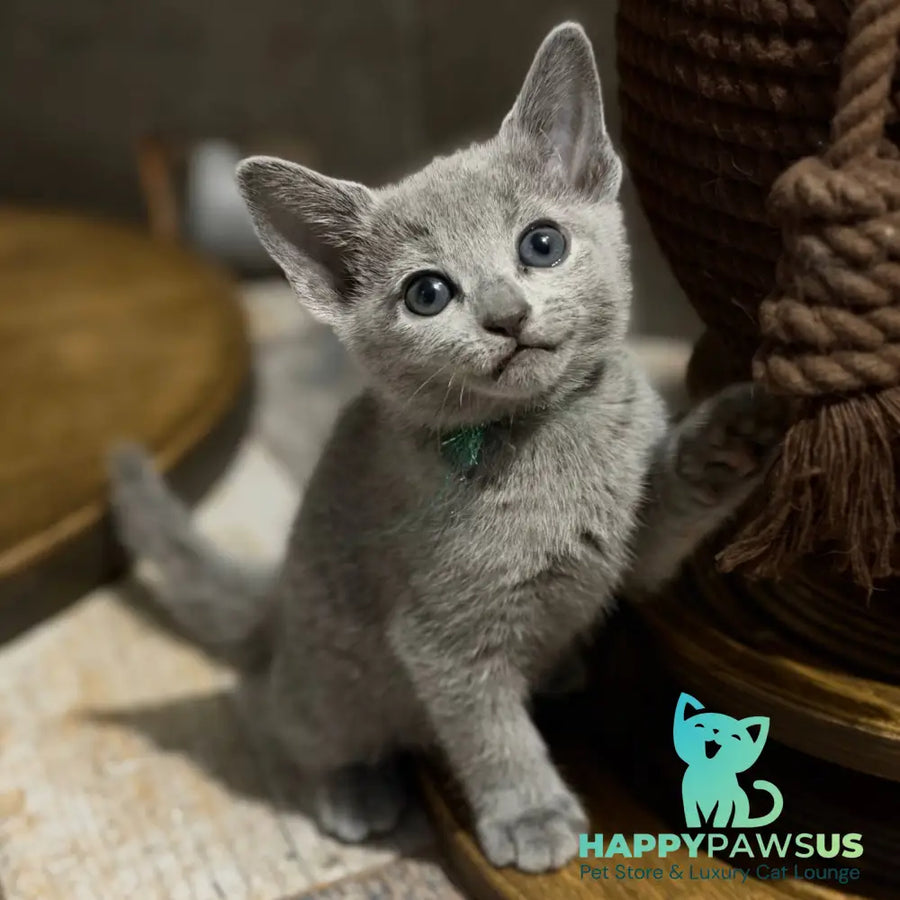 Nairn Russian Blue female blue - live animals