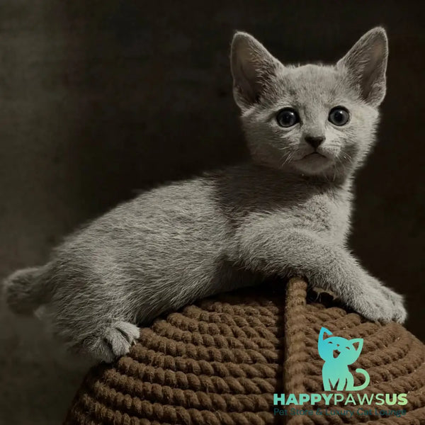 Nairn Russian Blue female blue - live animals