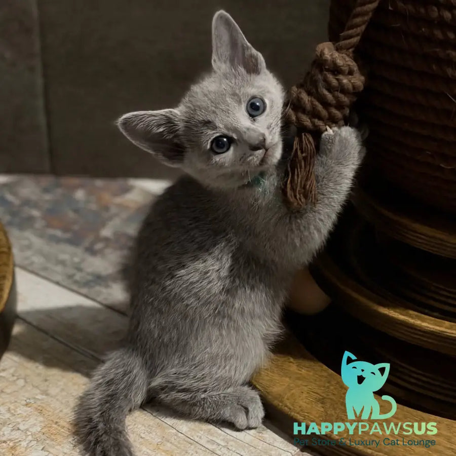 Nairn Russian Blue female blue - live animals