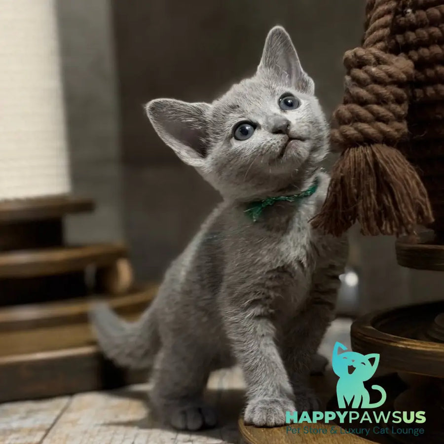 Nairn Russian Blue female blue - live animals