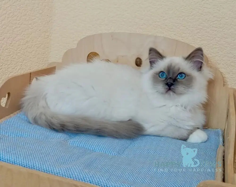 Nairy Ragdoll female blue mitted live animals