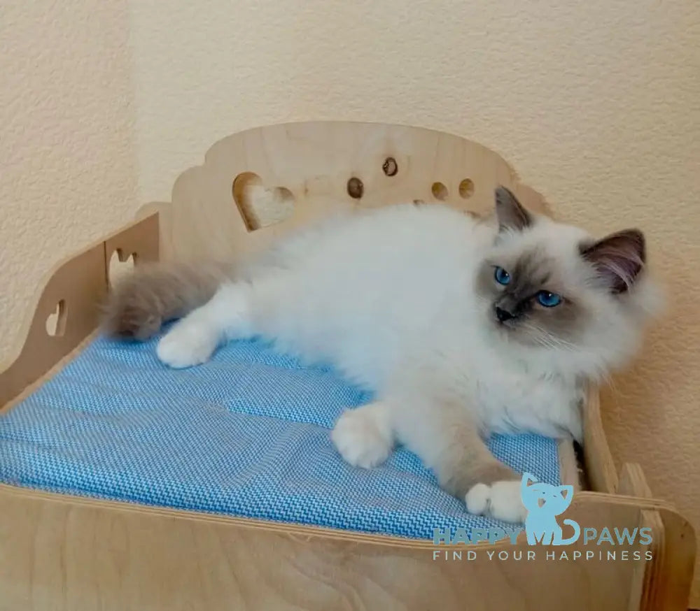 Nairy Ragdoll female blue mitted live animals
