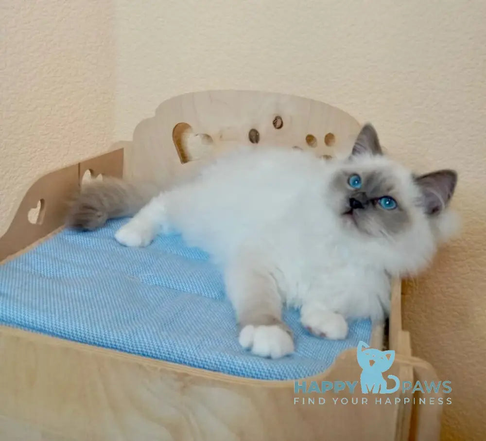 Nairy Ragdoll female blue mitted live animals