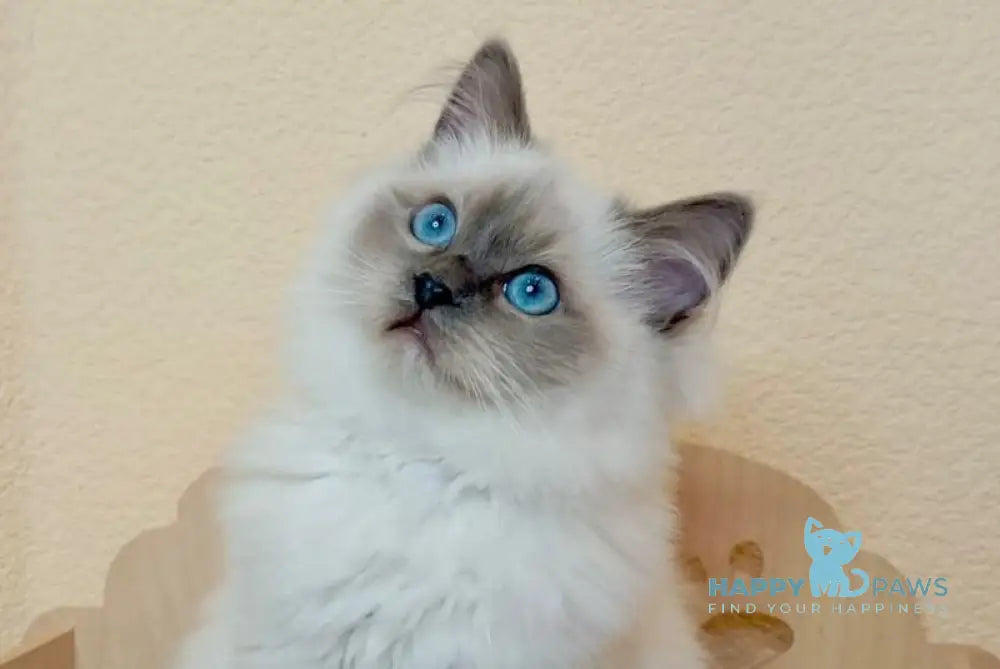Nairy Ragdoll female blue mitted live animals