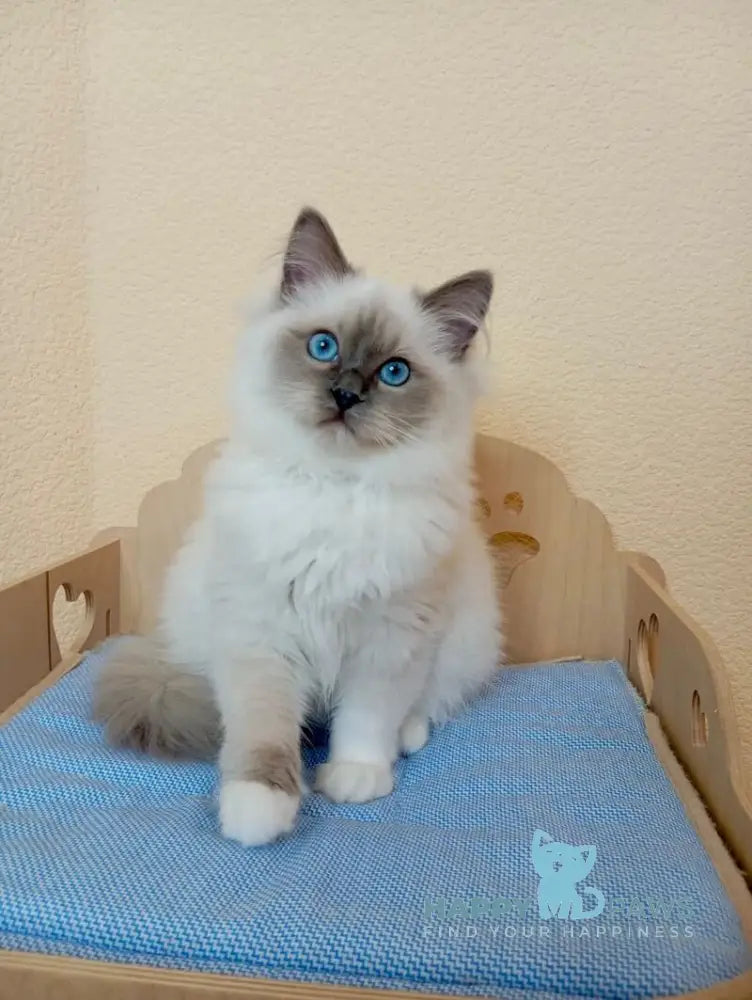 Nairy Ragdoll female blue mitted live animals
