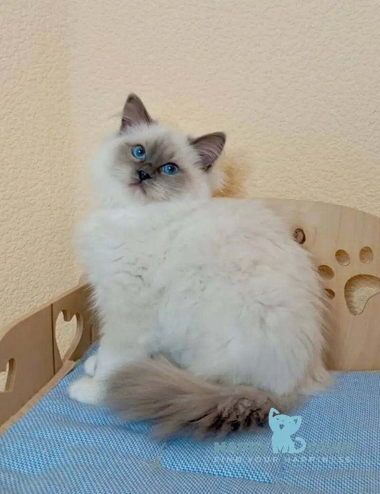 Nairy Ragdoll female blue mitted live animals