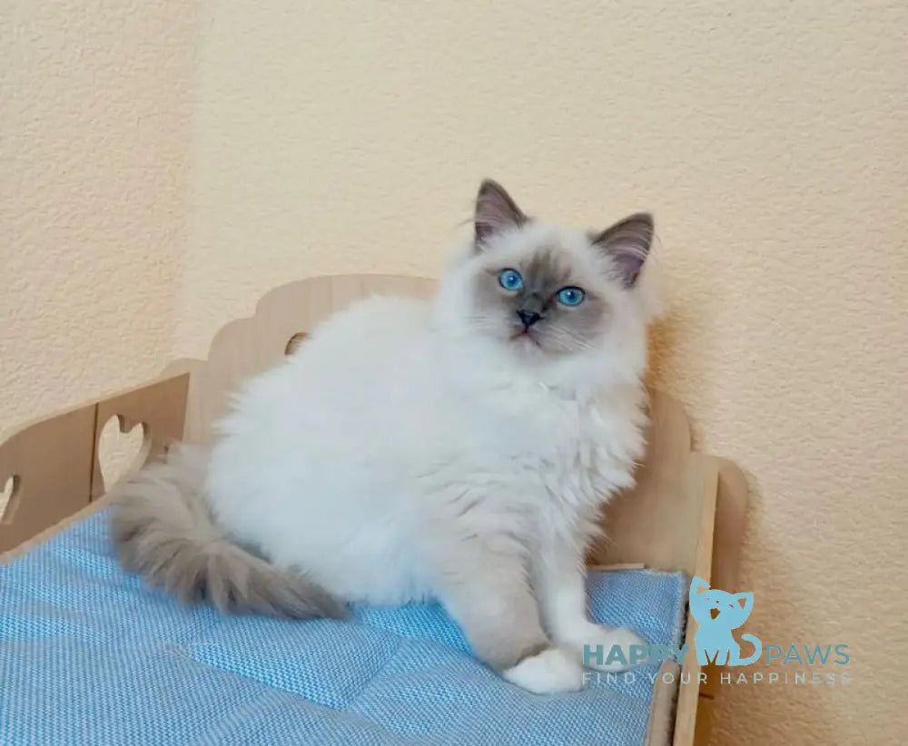 Nairy Ragdoll female blue mitted live animals