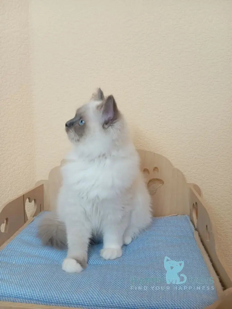 Nairy Ragdoll female blue mitted live animals