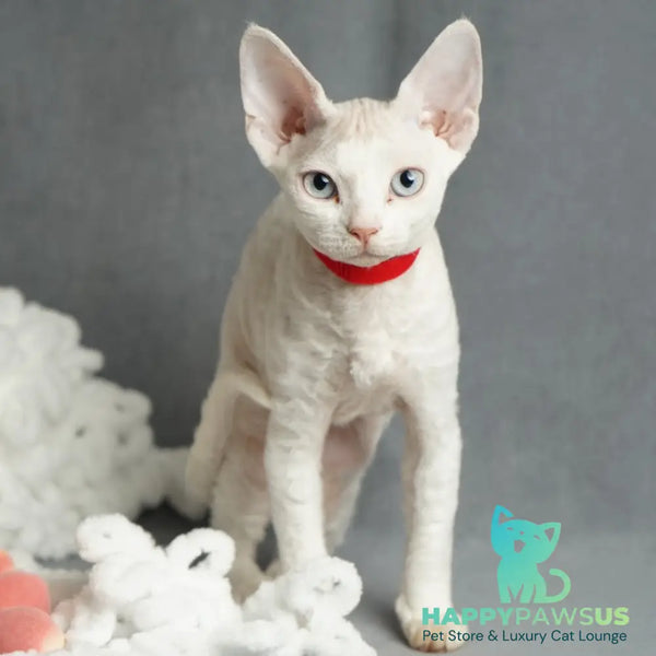 Naitiri Devon Rex female white - live animals