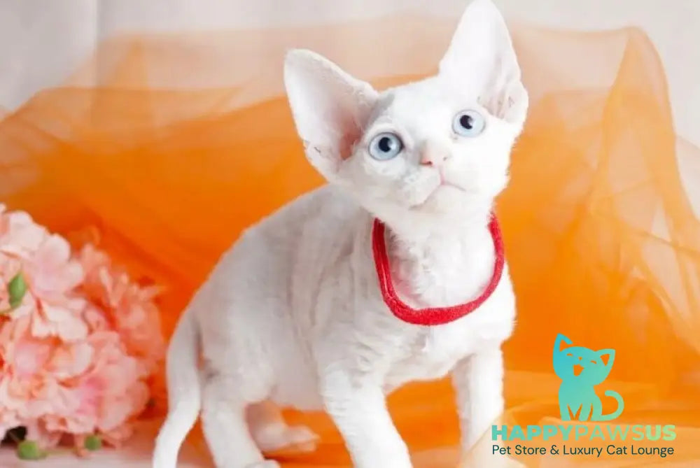 Naitiri Devon Rex female white - live animals
