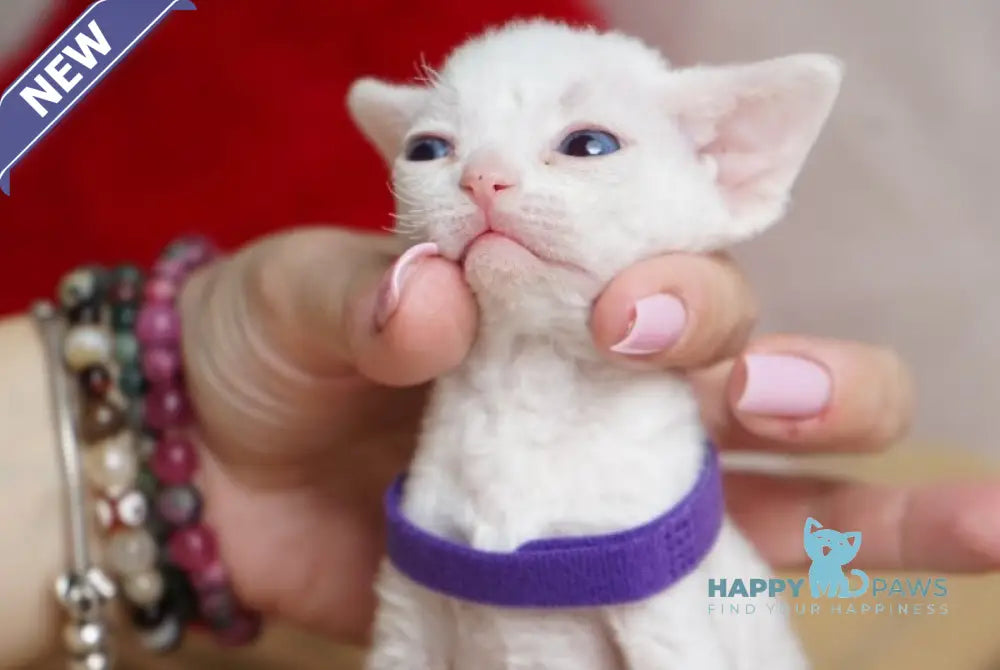 Naitiri Devon Rex female white - live animals