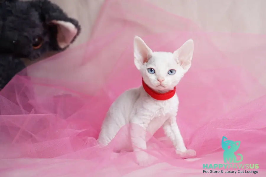 Naitiri Devon Rex female white - live animals