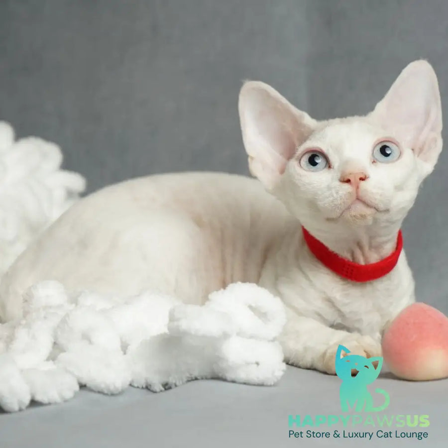 Naitiri Devon Rex female white - live animals