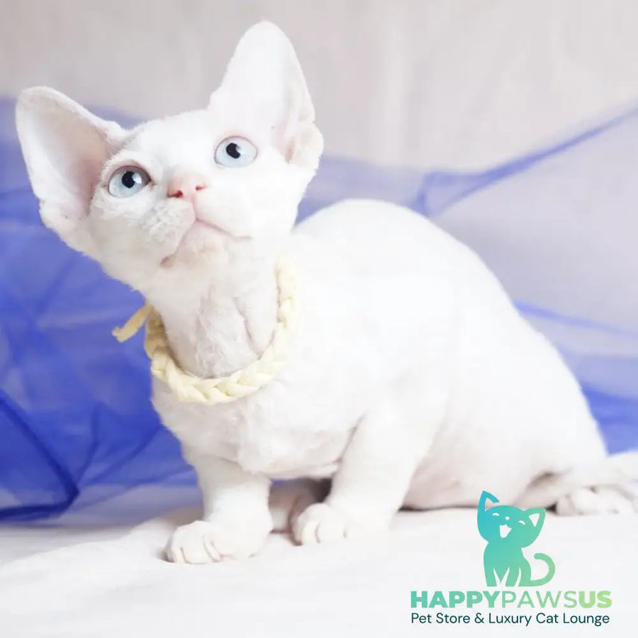 Naitiri Devon Rex female white - live animals