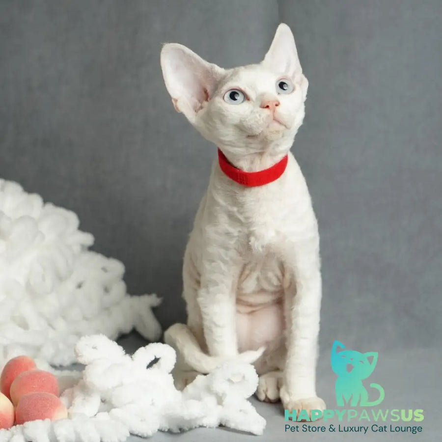 Naitiri Devon Rex female white - live animals