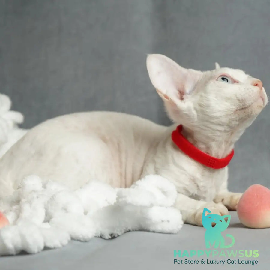 Naitiri Devon Rex female white - live animals