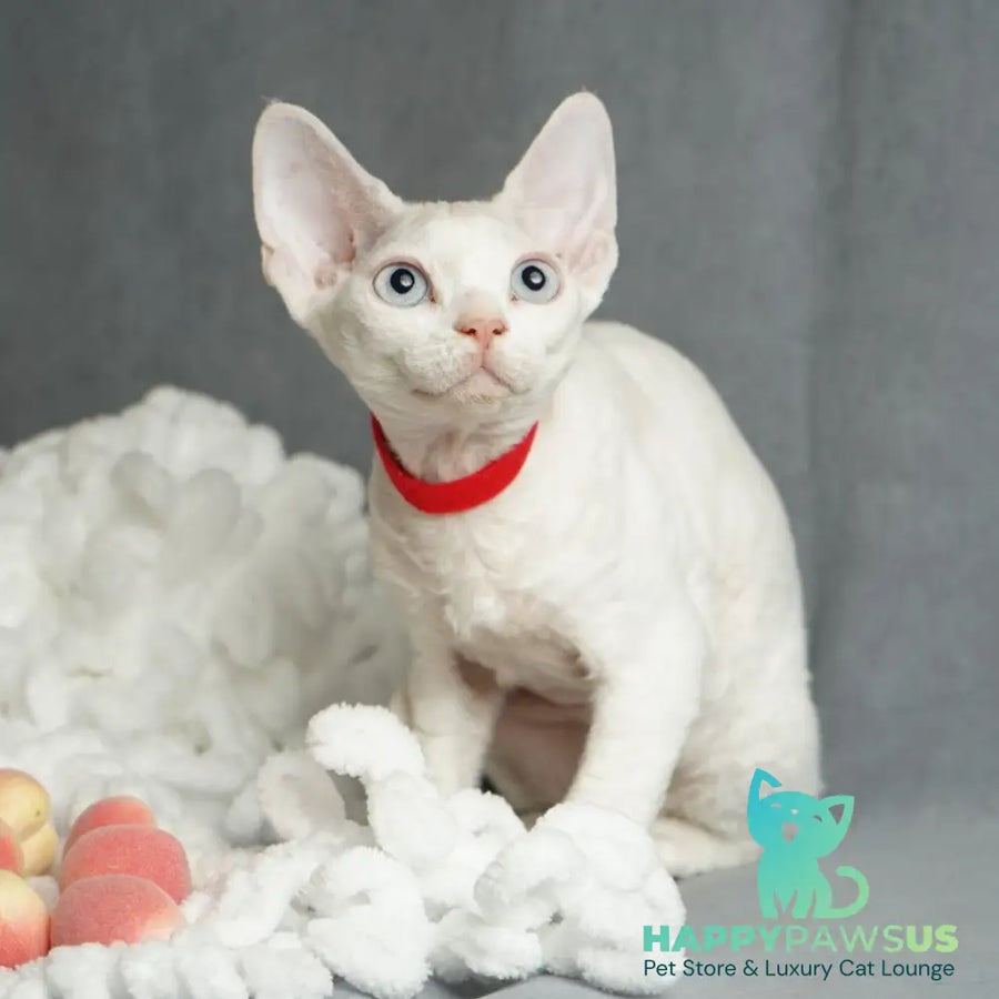 Naitiri Devon Rex female white - live animals
