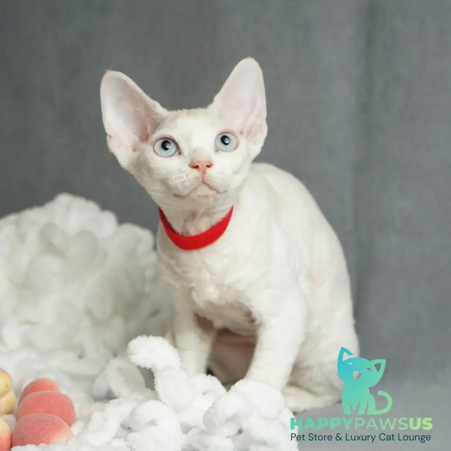 Naitiri Devon Rex female white - live animals