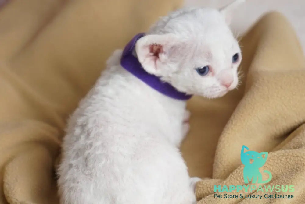 Naitiri Devon Rex female white - live animals